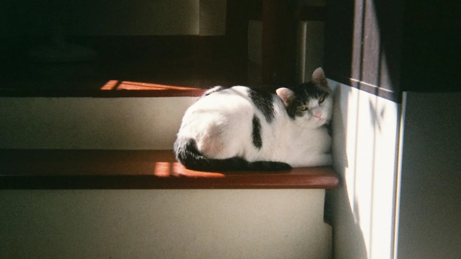 A black and white cat resting on a sunlit wooden staircase landing