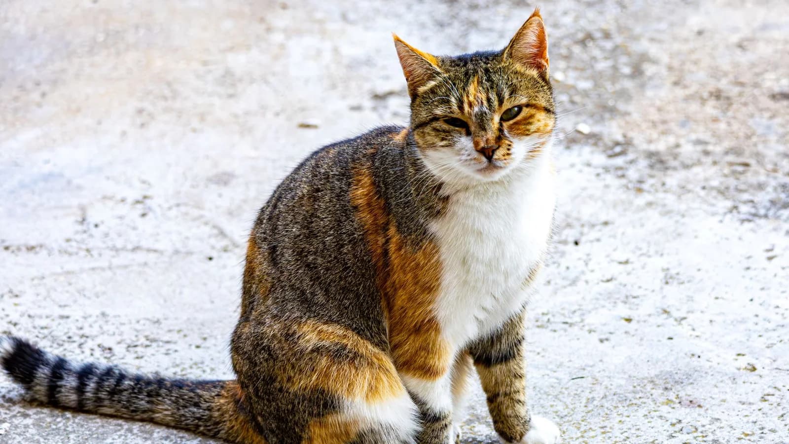 A calico cat sitting upright on pale pavement, ears forward, eyes half closed, tail laid out behind it