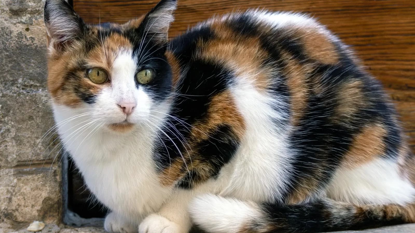 A calico cat with a mostly white coat and large orange and black patches, sitting on a stone doorstep in Assisi, Italy