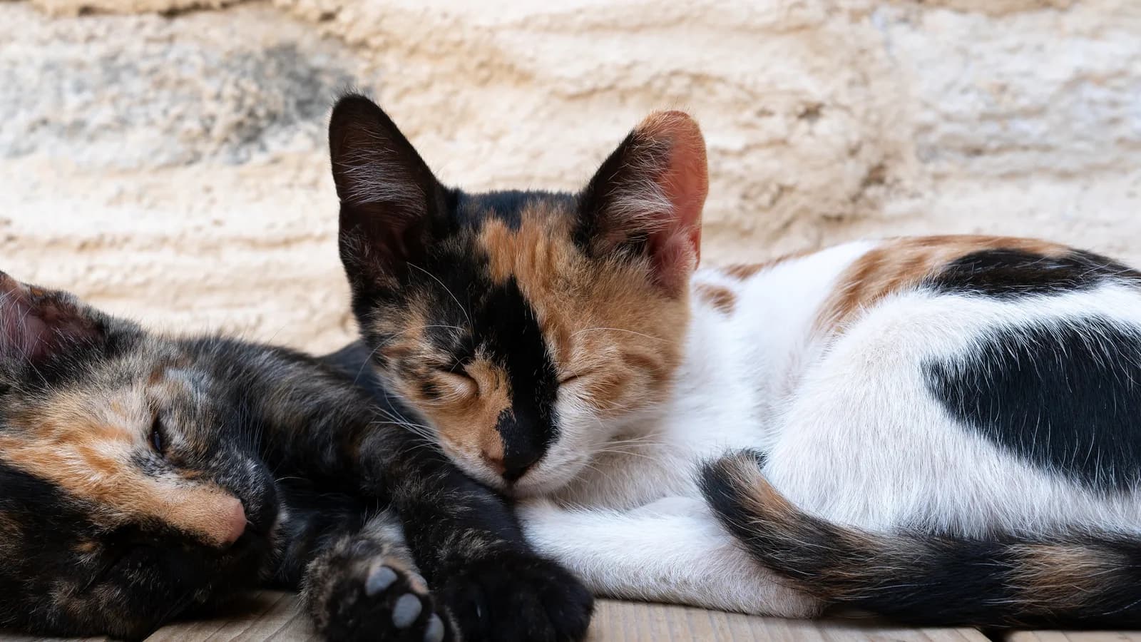 Two sleeping kittens side by side: a dark tortoiseshell kitten with no white on the left, and a calico kitten with black and orange patches on a white coat on the right