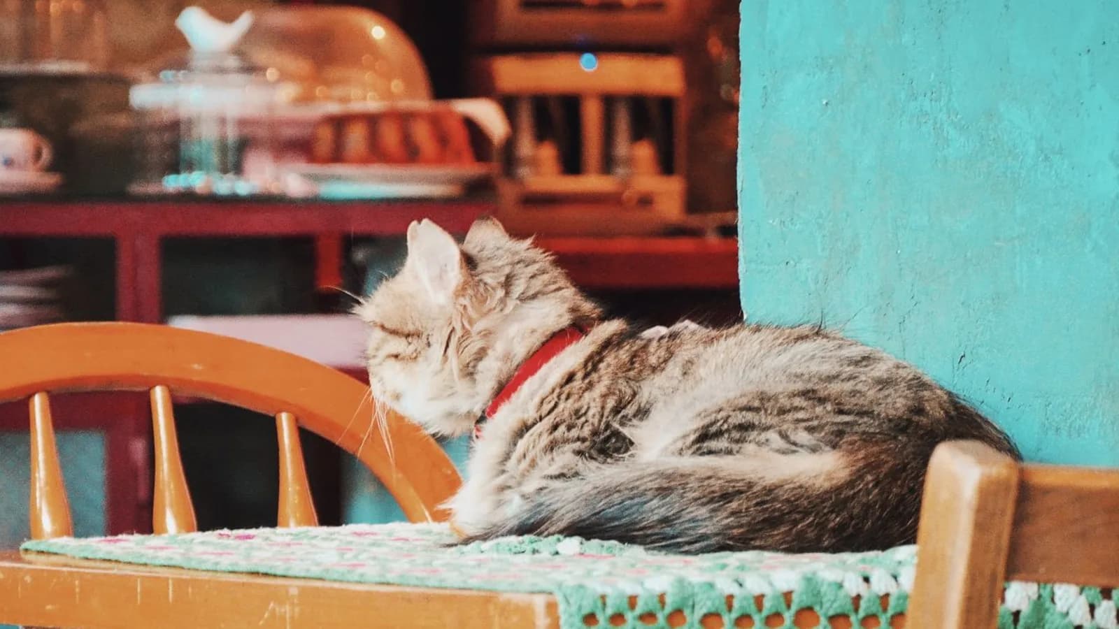 Can Cats Eat Chocolate? No, and the Honest Version Has Numbers