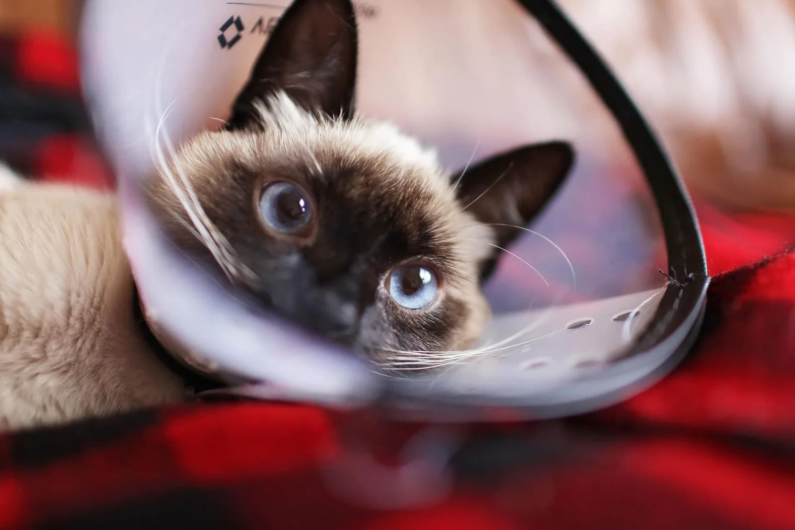 Close-up of a seal point Siamese cat with blue eyes wearing a clear plastic recovery cone indoors