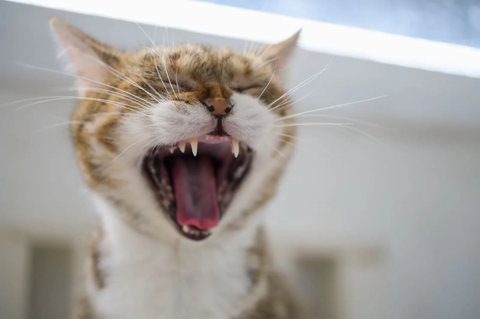 Cat Bad Breath: What That Smell Is Telling You