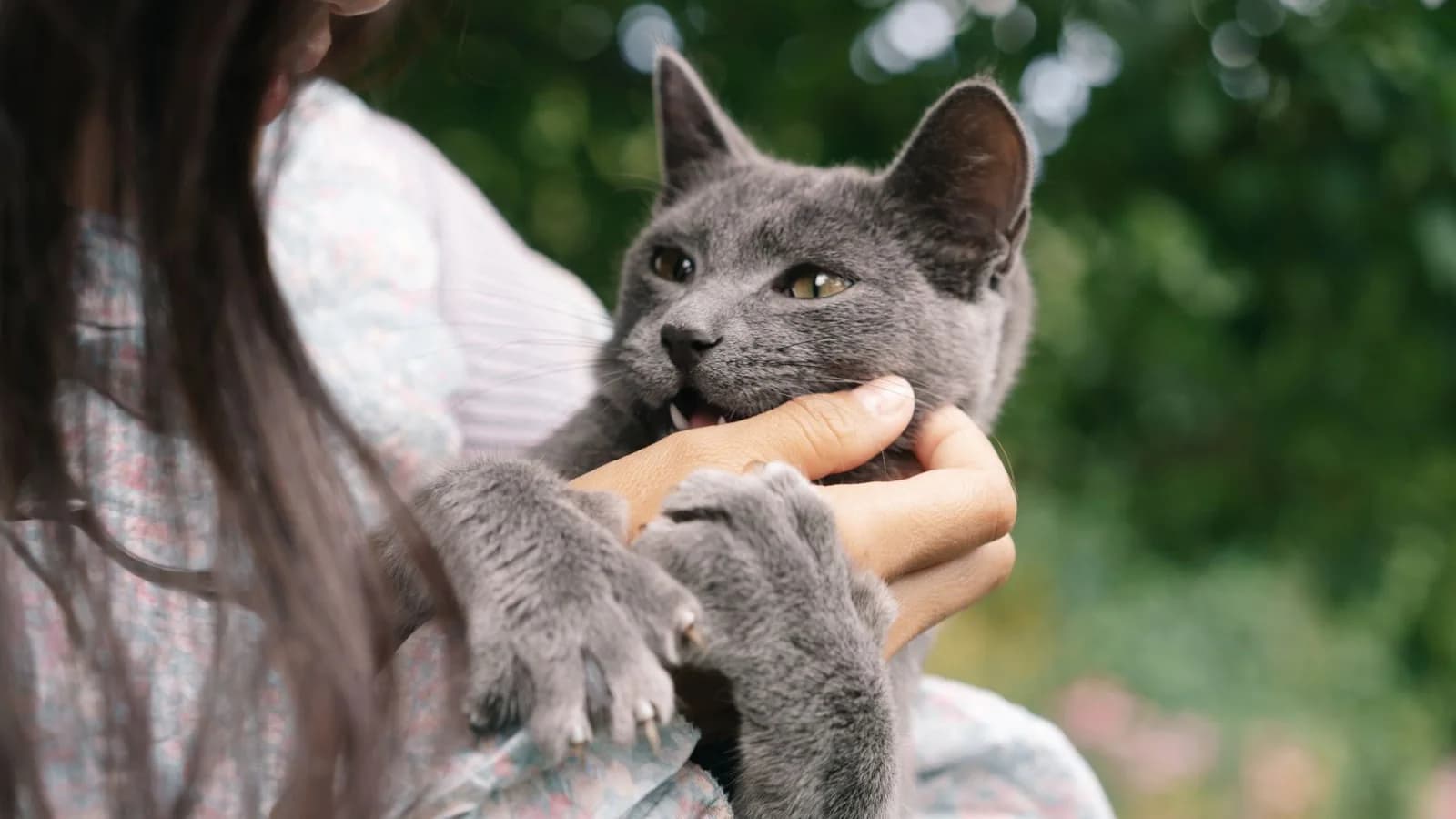 A grey cat held in a person's arms outdoors, gripping their hand with both front paws and mouthing the fingers