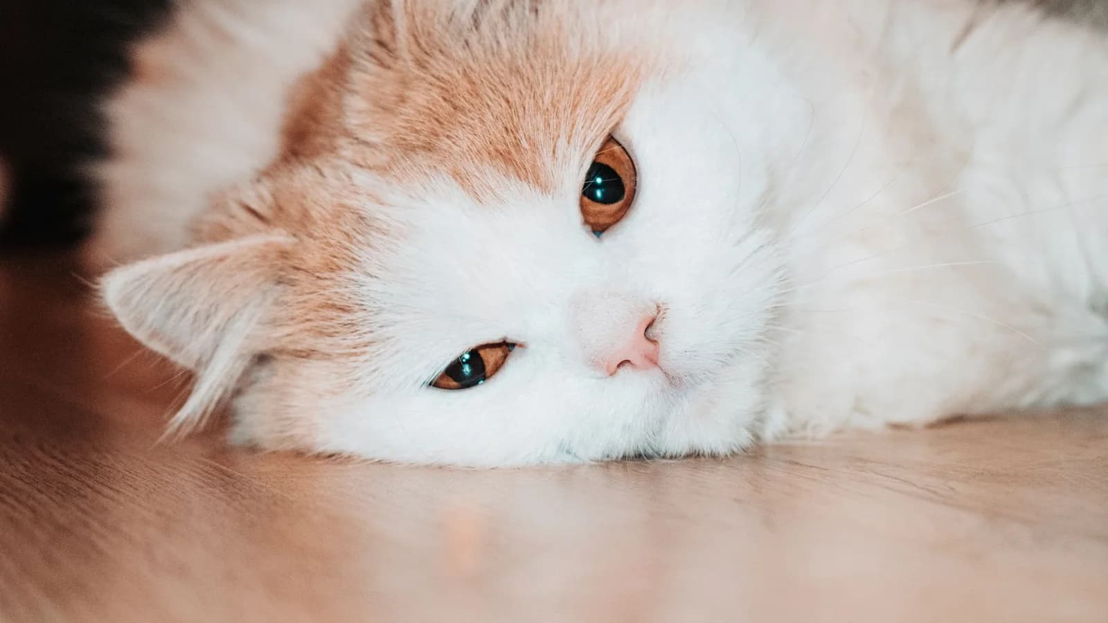 A fluffy cat lying flat on a wooden floor, head down, looking towards the camera