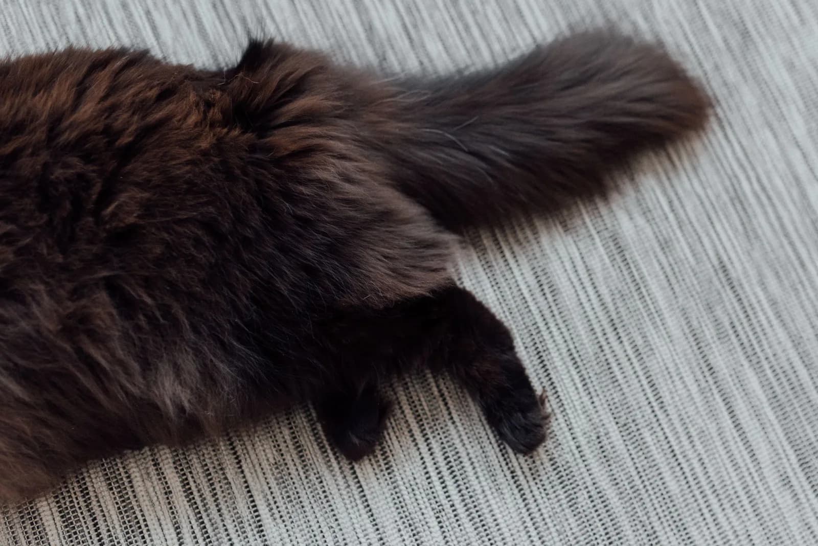 Cat Dandruff: What Those Flakes Actually Are