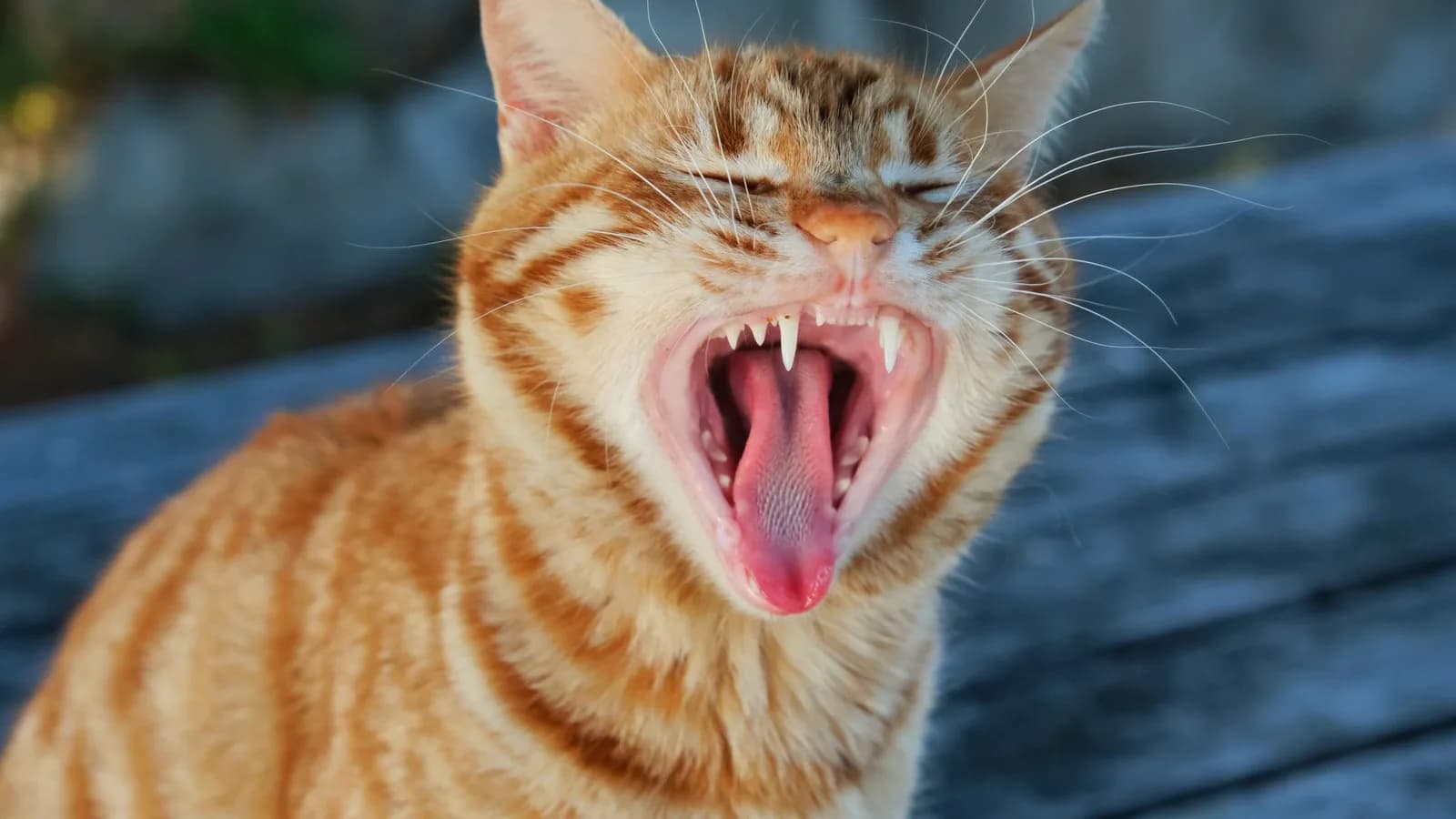 A ginger cat yawning wide, showing its teeth, on a wooden surface