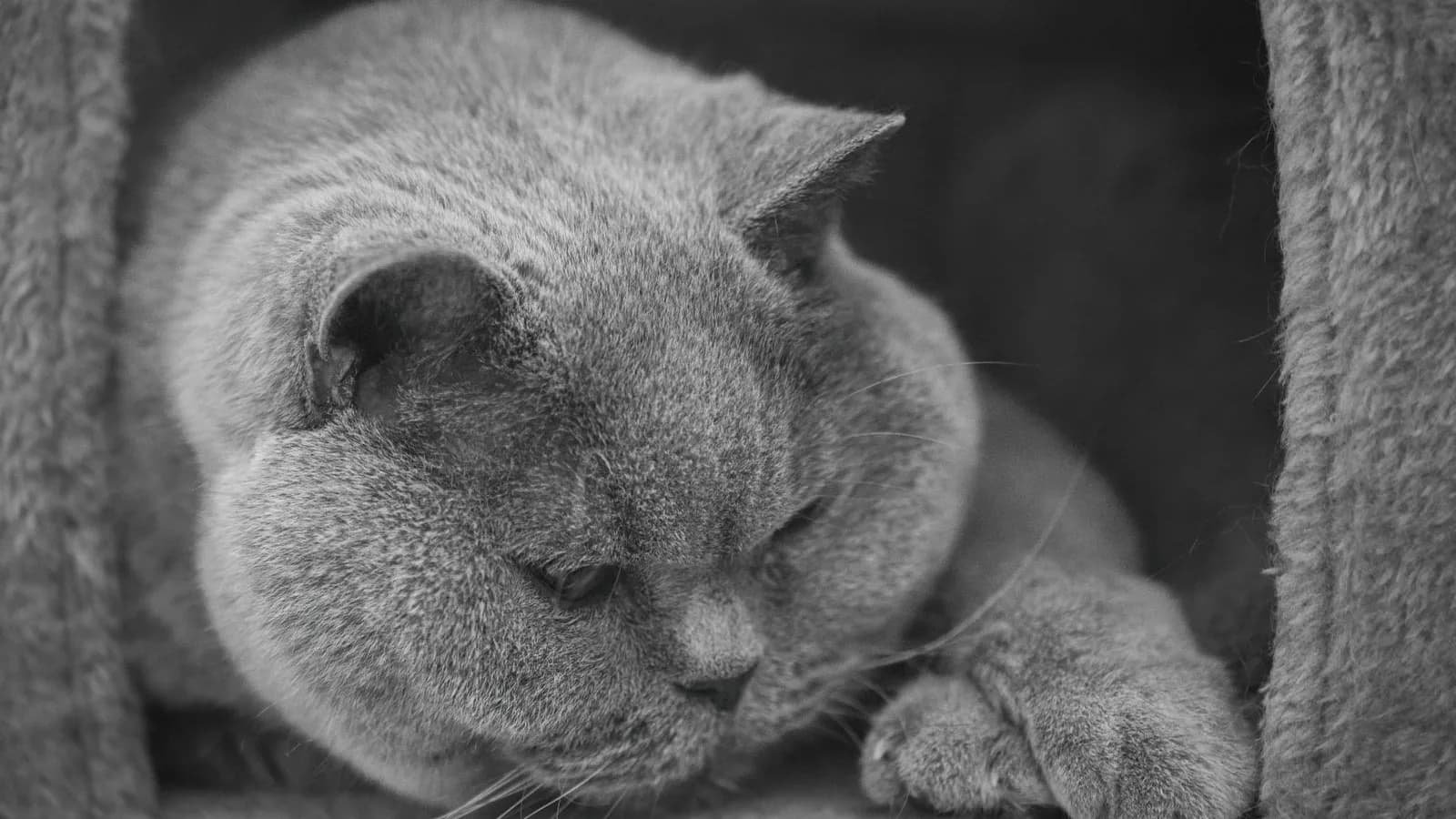 A round British Shorthair cat resting in a cozy pet bed, in muted tones