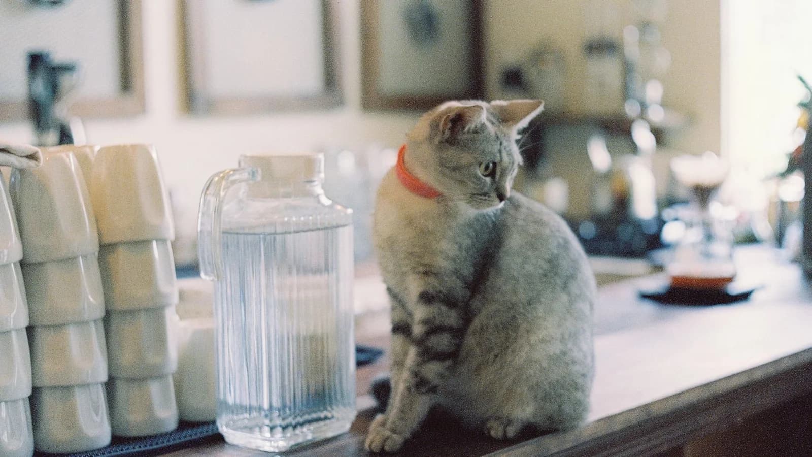 Can Cats Eat Eggs? Yes, and Here Is Exactly How Much