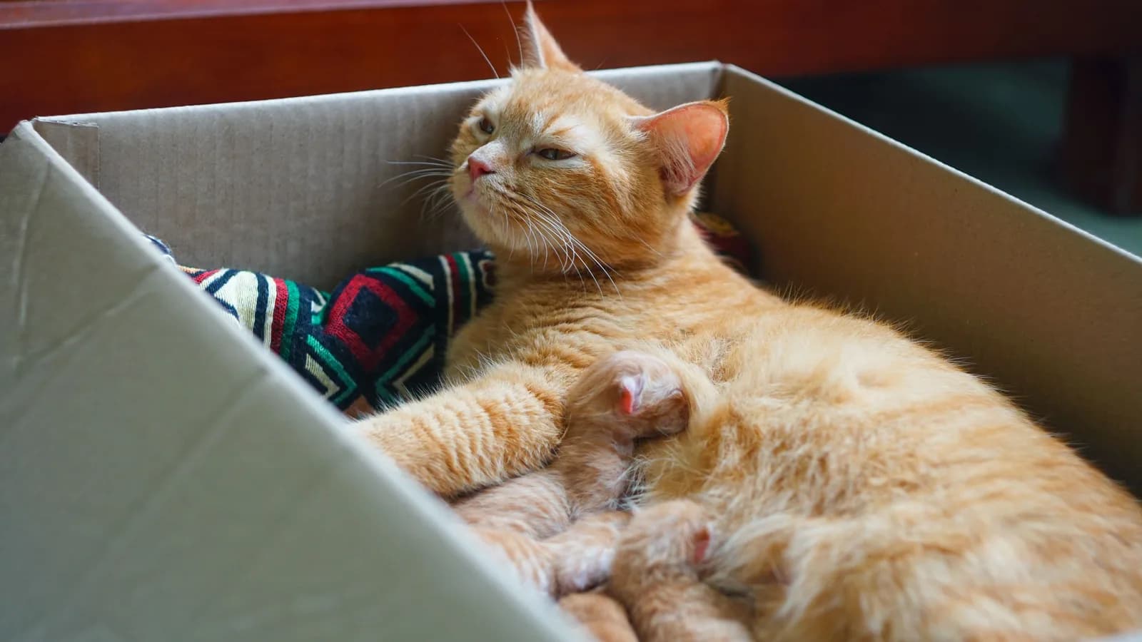 A ginger tabby mother cat lying in a cardboard box lined with a patterned blanket, her newborn kittens nursing against her belly