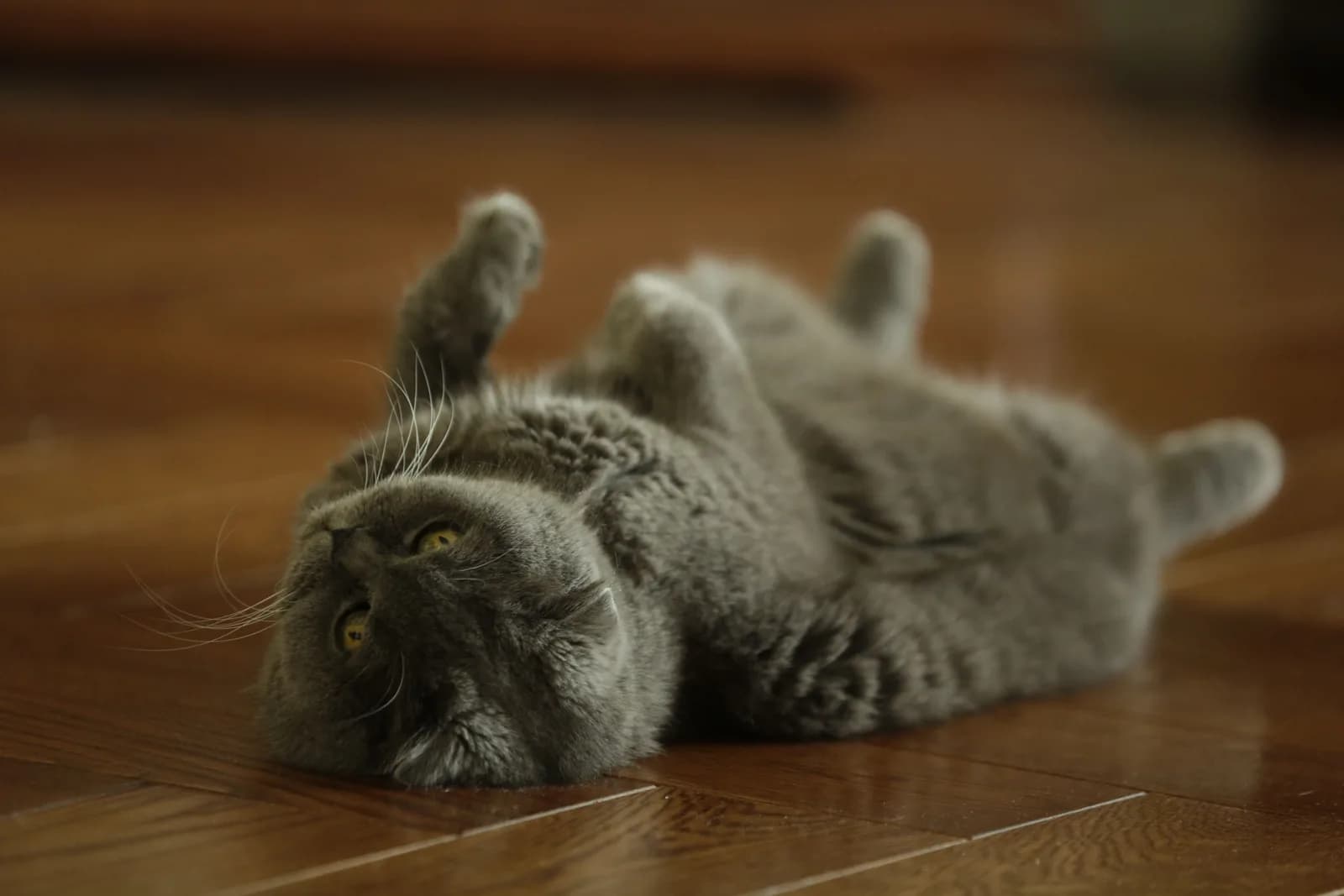 A gray Scottish Fold cat rolling on its back on a wooden floor, paws in the air