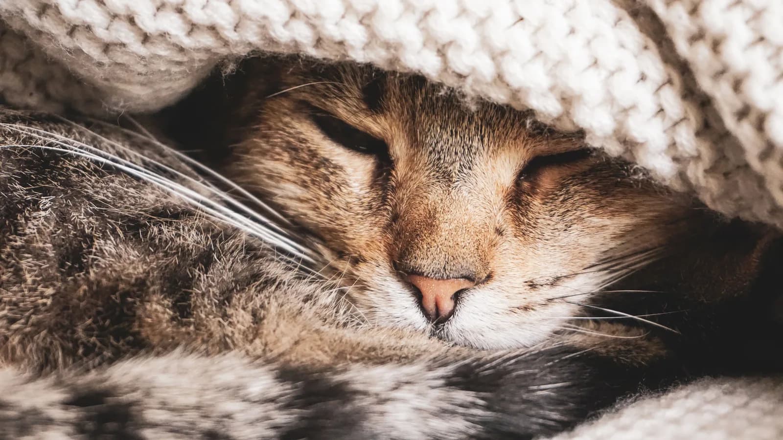 A mature tabby cat sleeping tucked under a knitted blanket