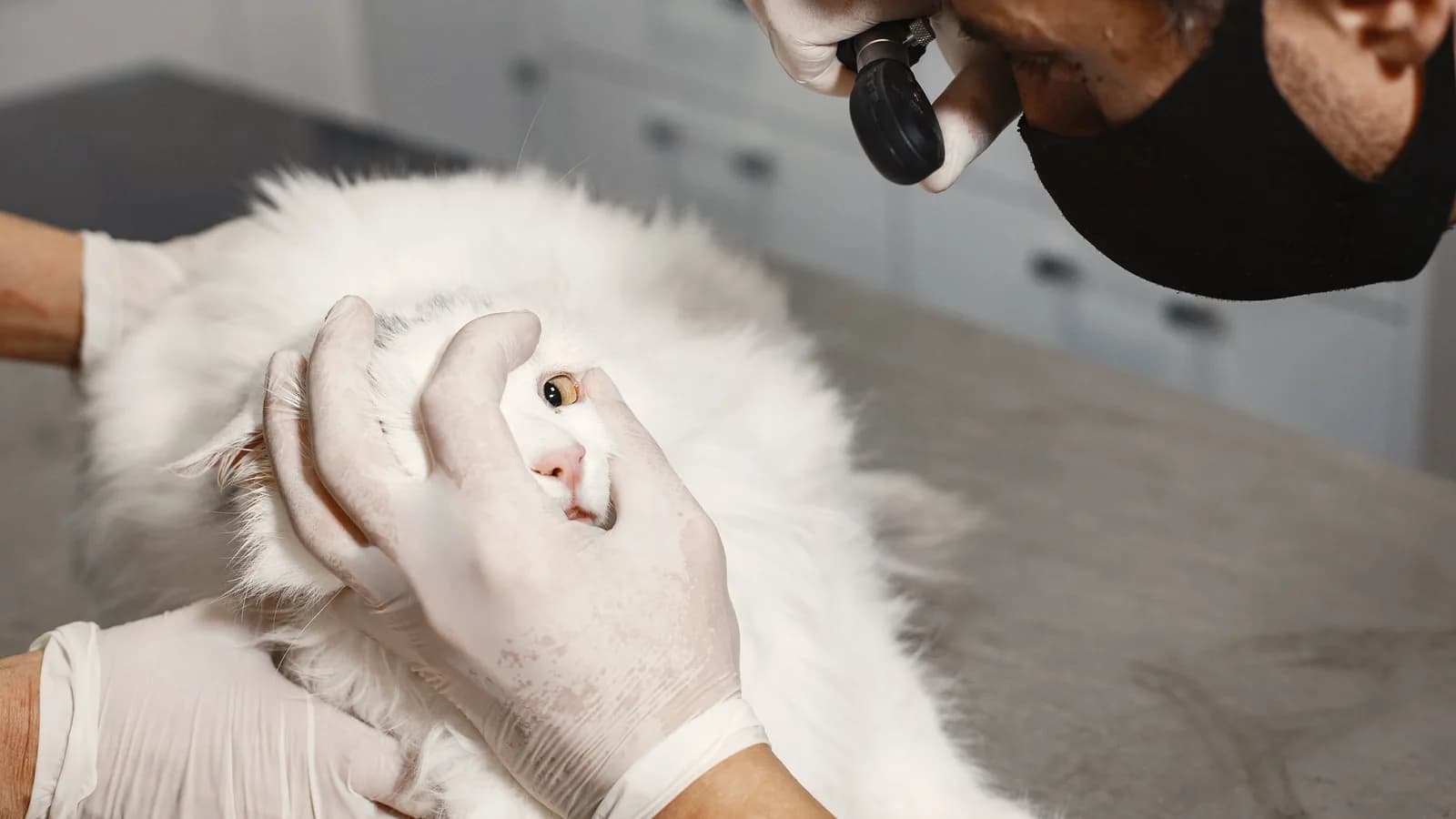 A veterinarian examining a white cat's eye with an otoscope in a clinic