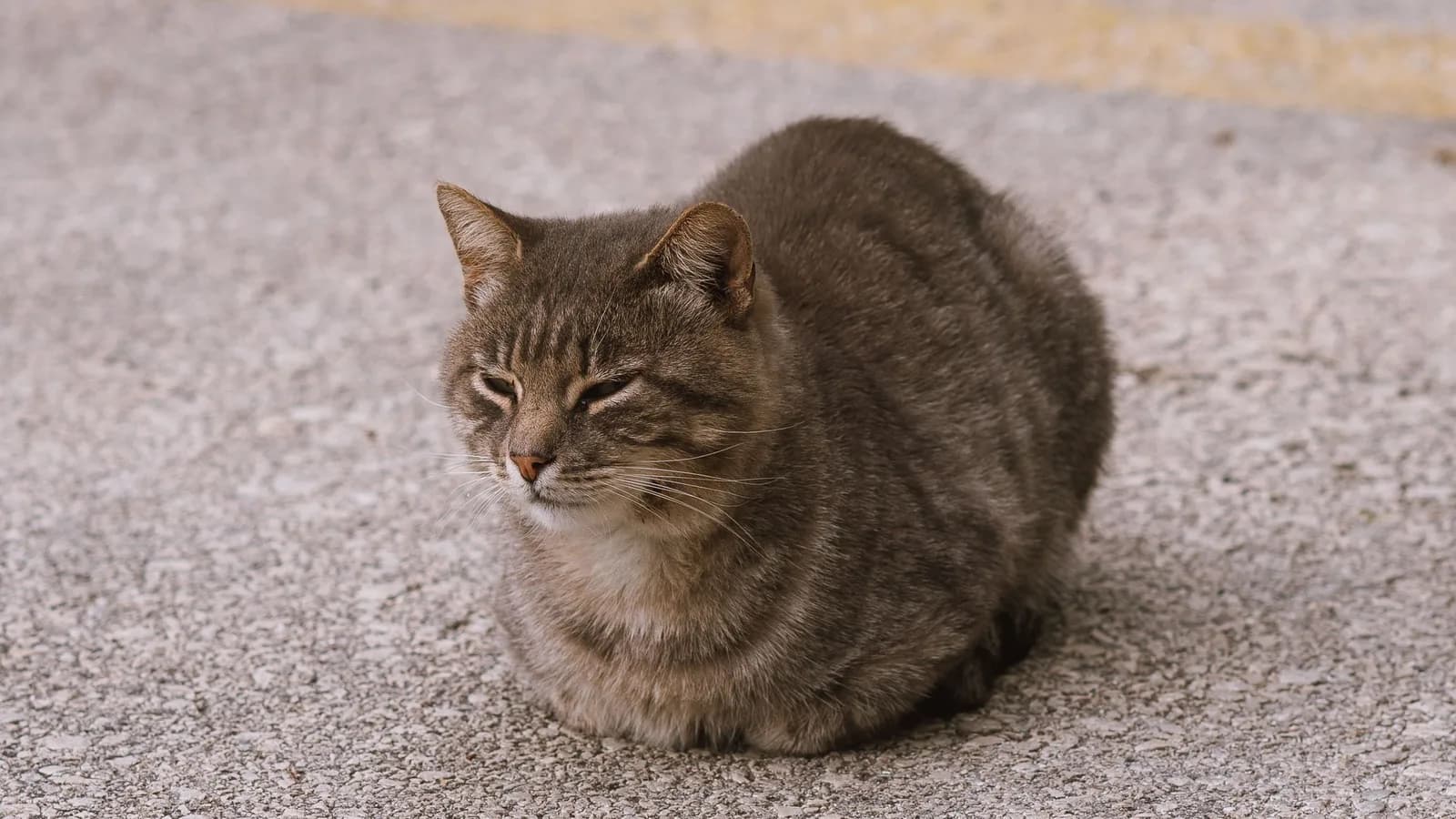 The Cat Loaf: Why Cats Turn Into Bread, and How to Read One