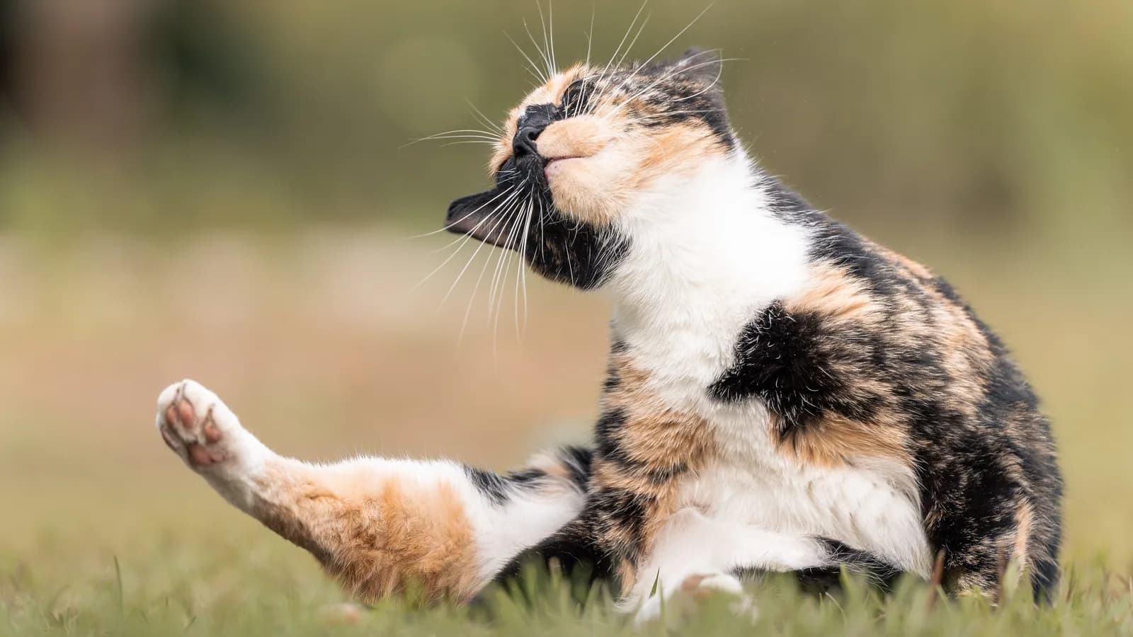 A calico cat scratching itself with a hind leg on the grass