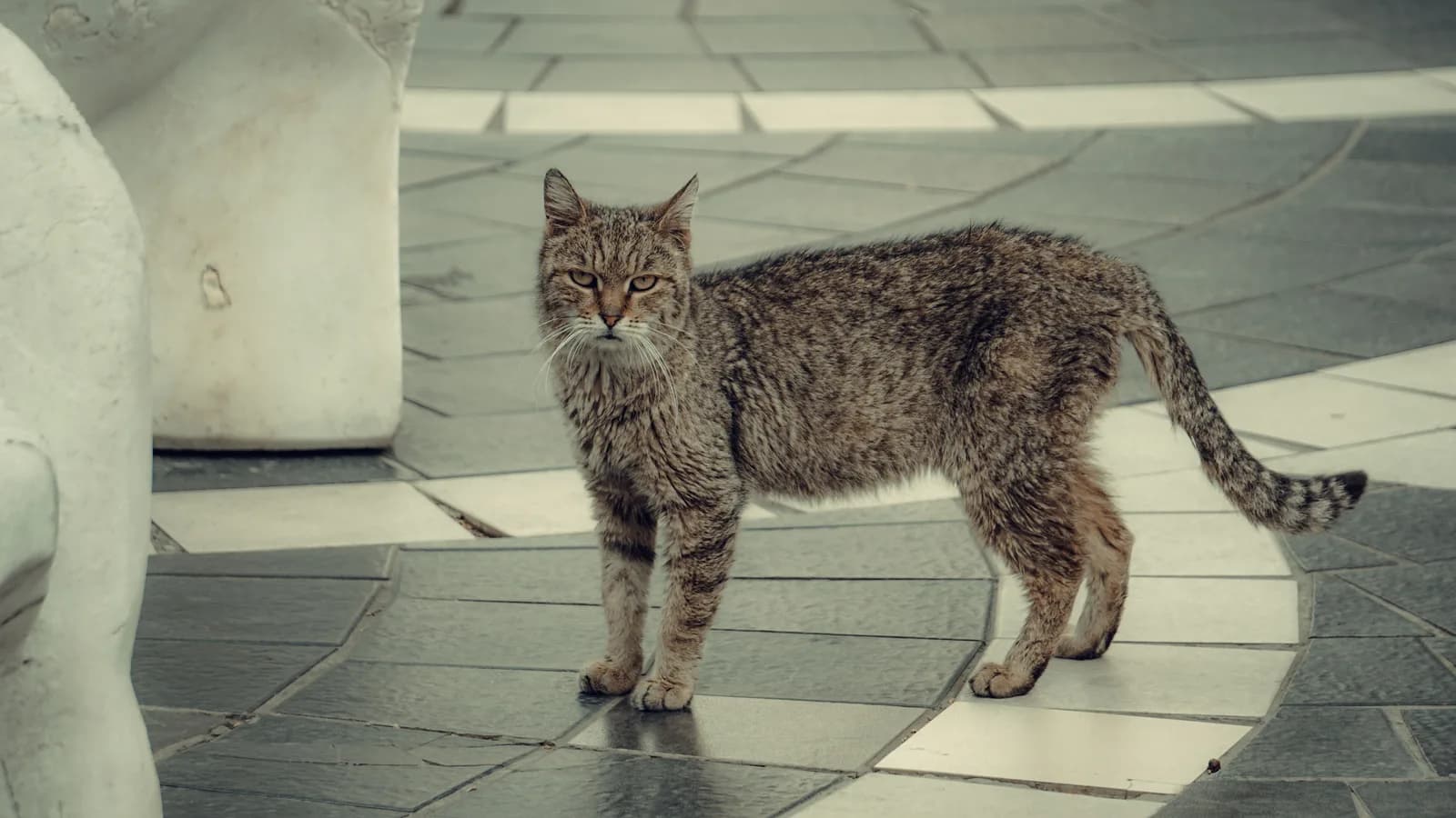 A grey tabby cat standing in profile on a tiled pavement, its full body outline visible