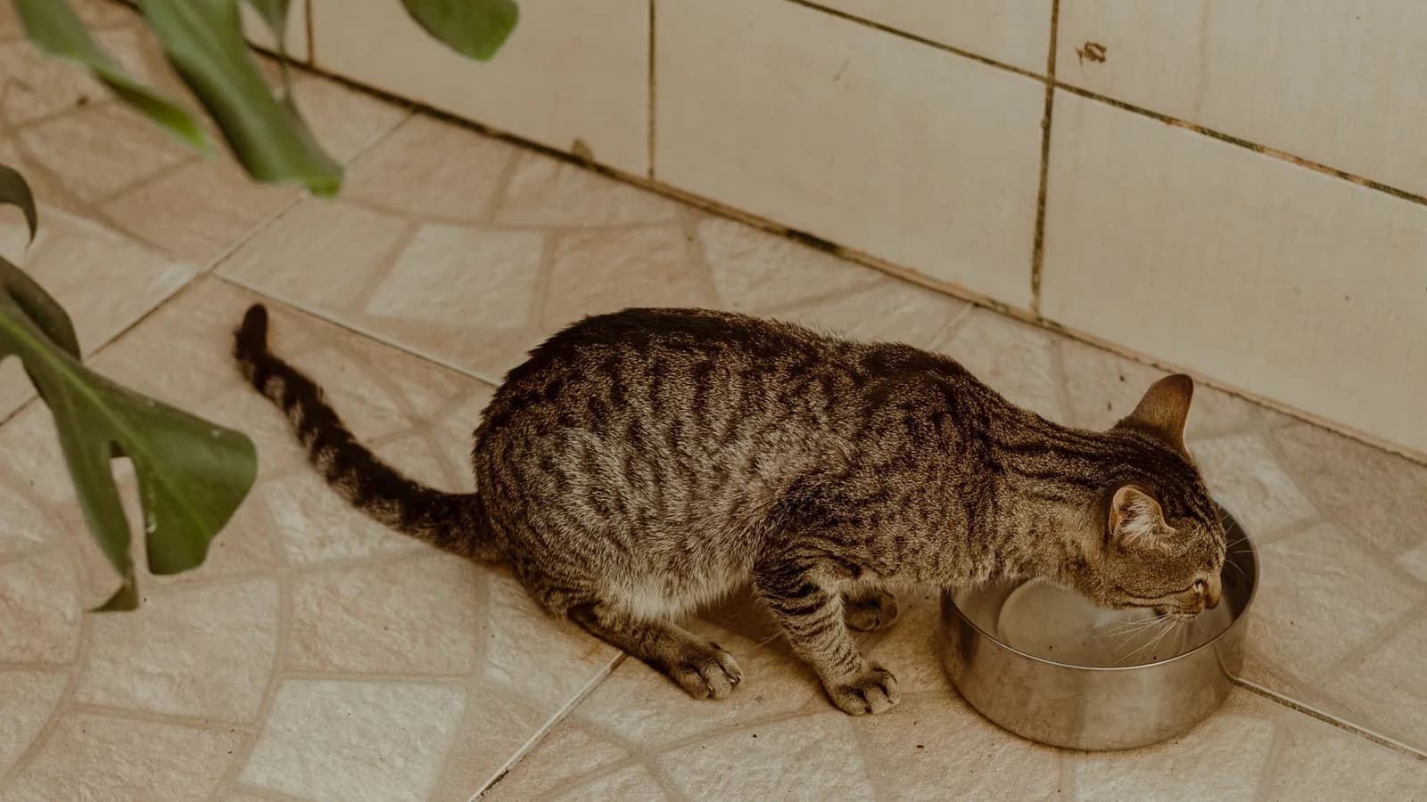 Can Cats Drink Milk? The Honest Answer