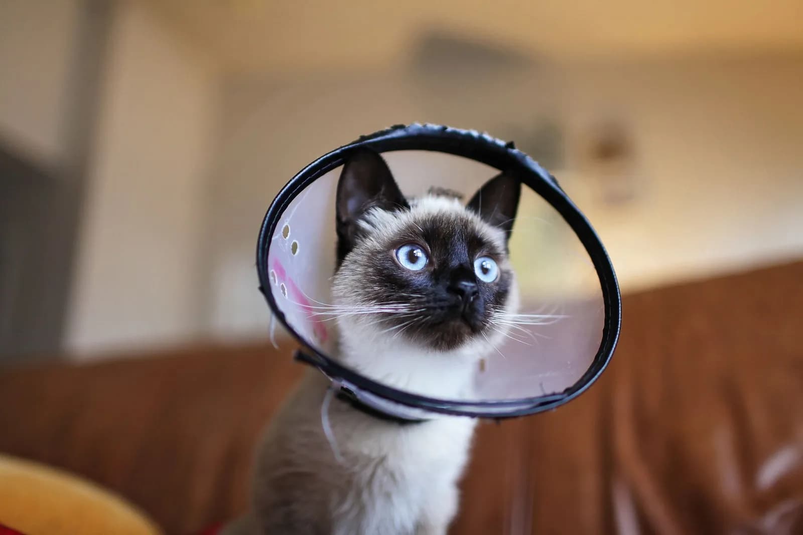 A blue-eyed Siamese kitten wearing a clear plastic recovery cone, looking up from a brown sofa