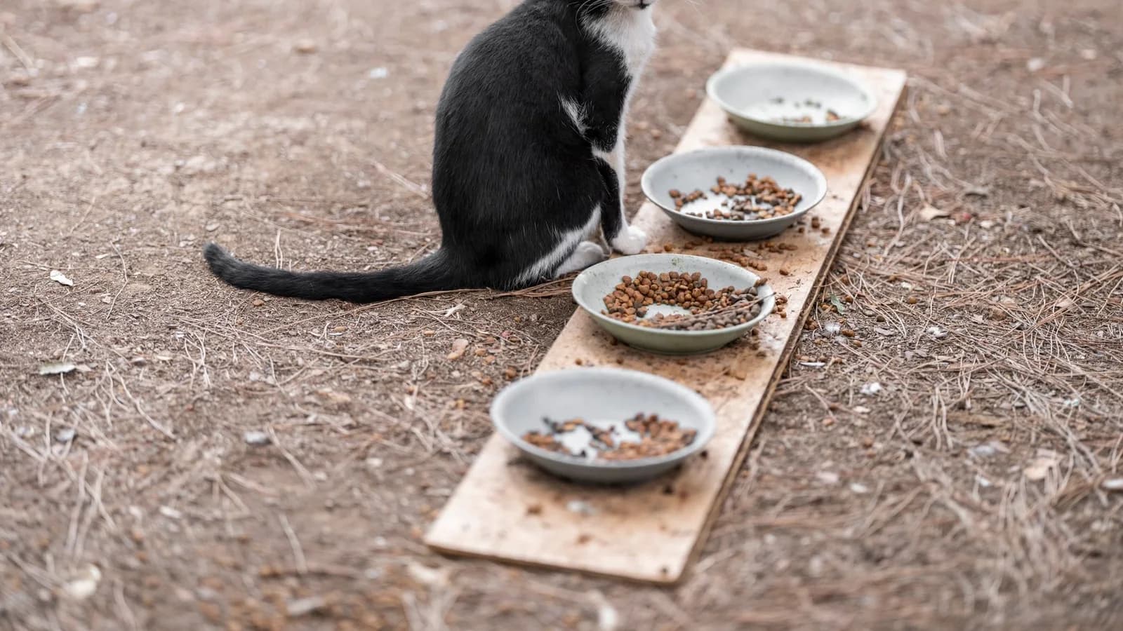 A black and white cat sitting on wooden planks beside two food bowls, not eating from either