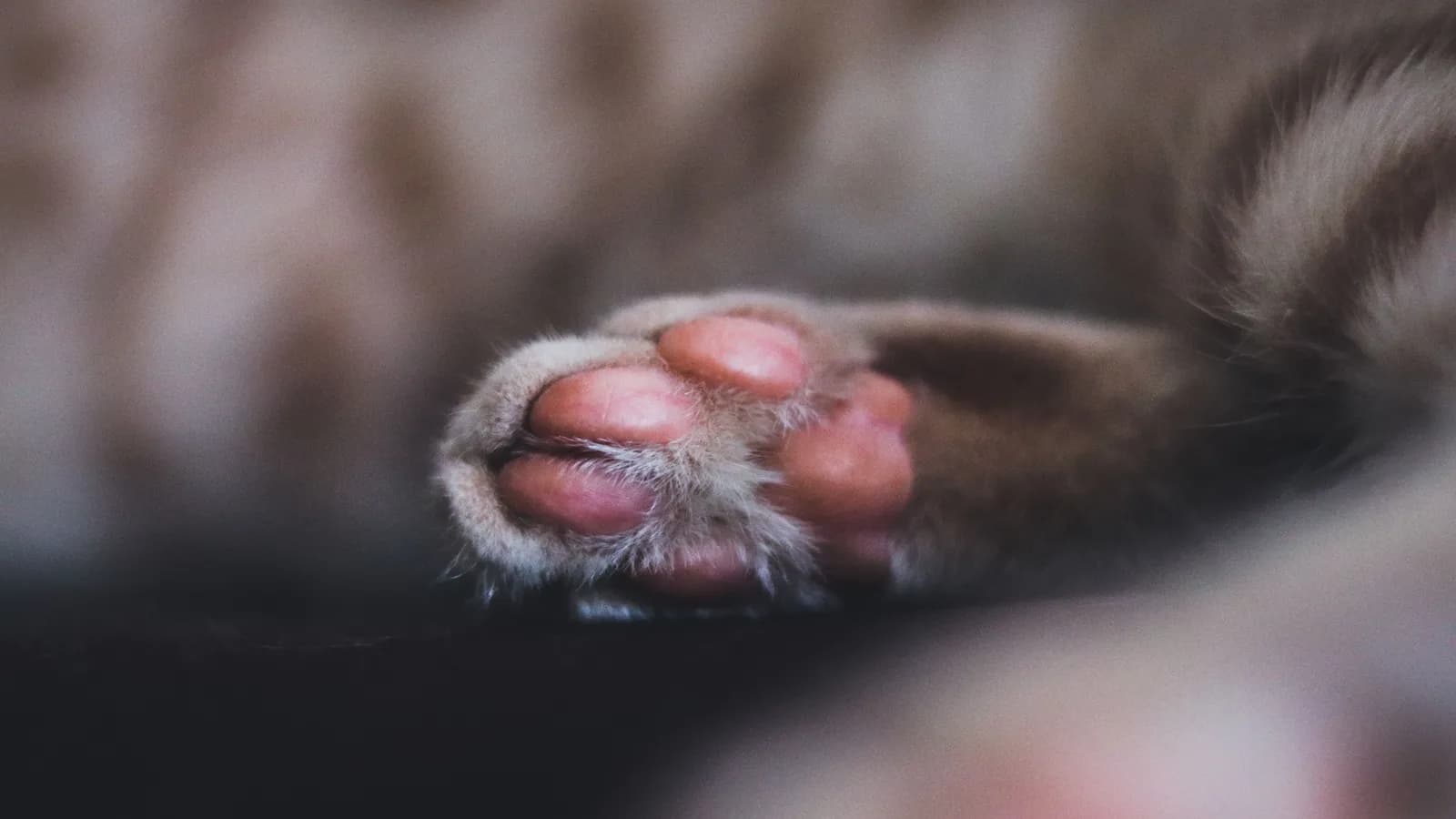Close-up of a cat's raised paw showing the pink digital pads against soft fur