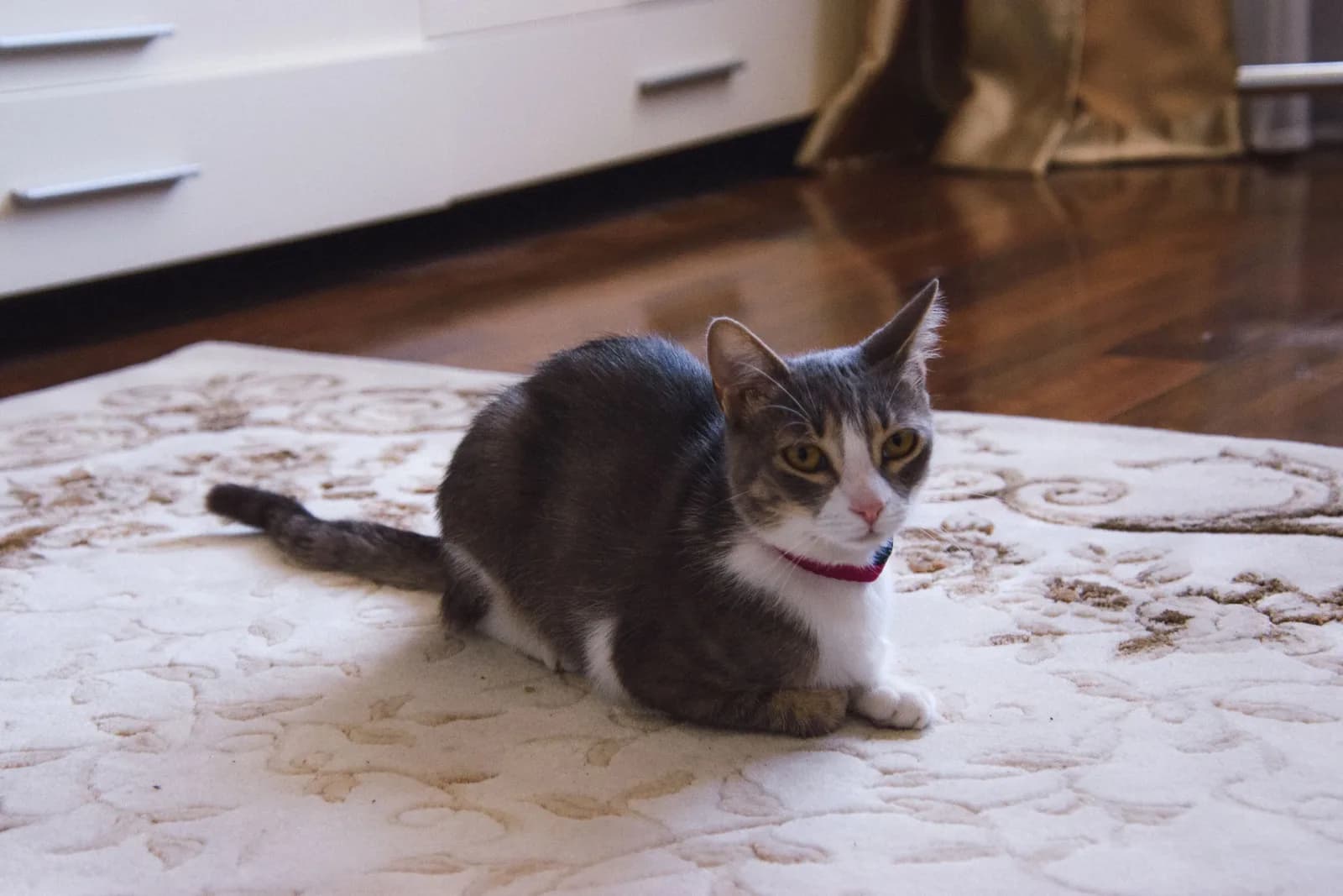 Why Your Cat Is Peeing Outside the Litter Box