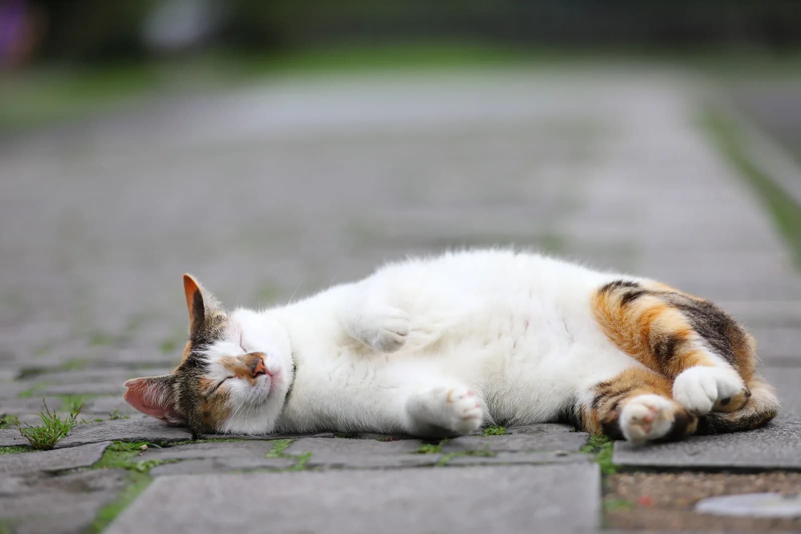 A calico cat lying on her back on a paved path, her round belly and nipples visible, eyes closed