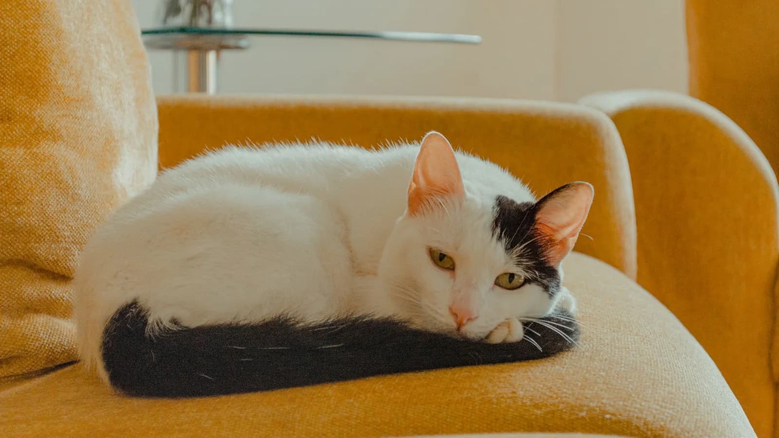 A white and black cat lying on a mustard yellow sofa with its head raised