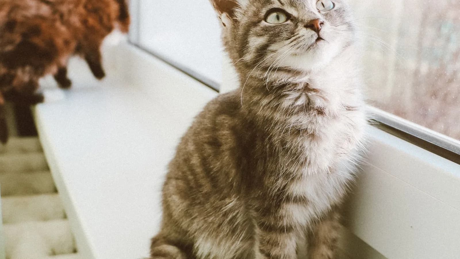 A gray tabby kitten on a windowsill with a ginger cat standing in the background