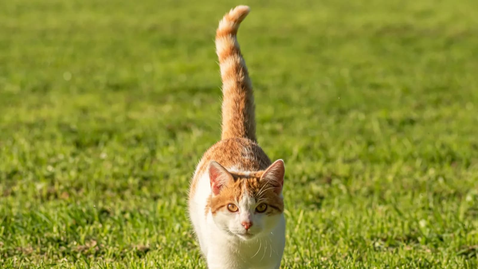 A tabby cat walking through grass with its tail held straight up