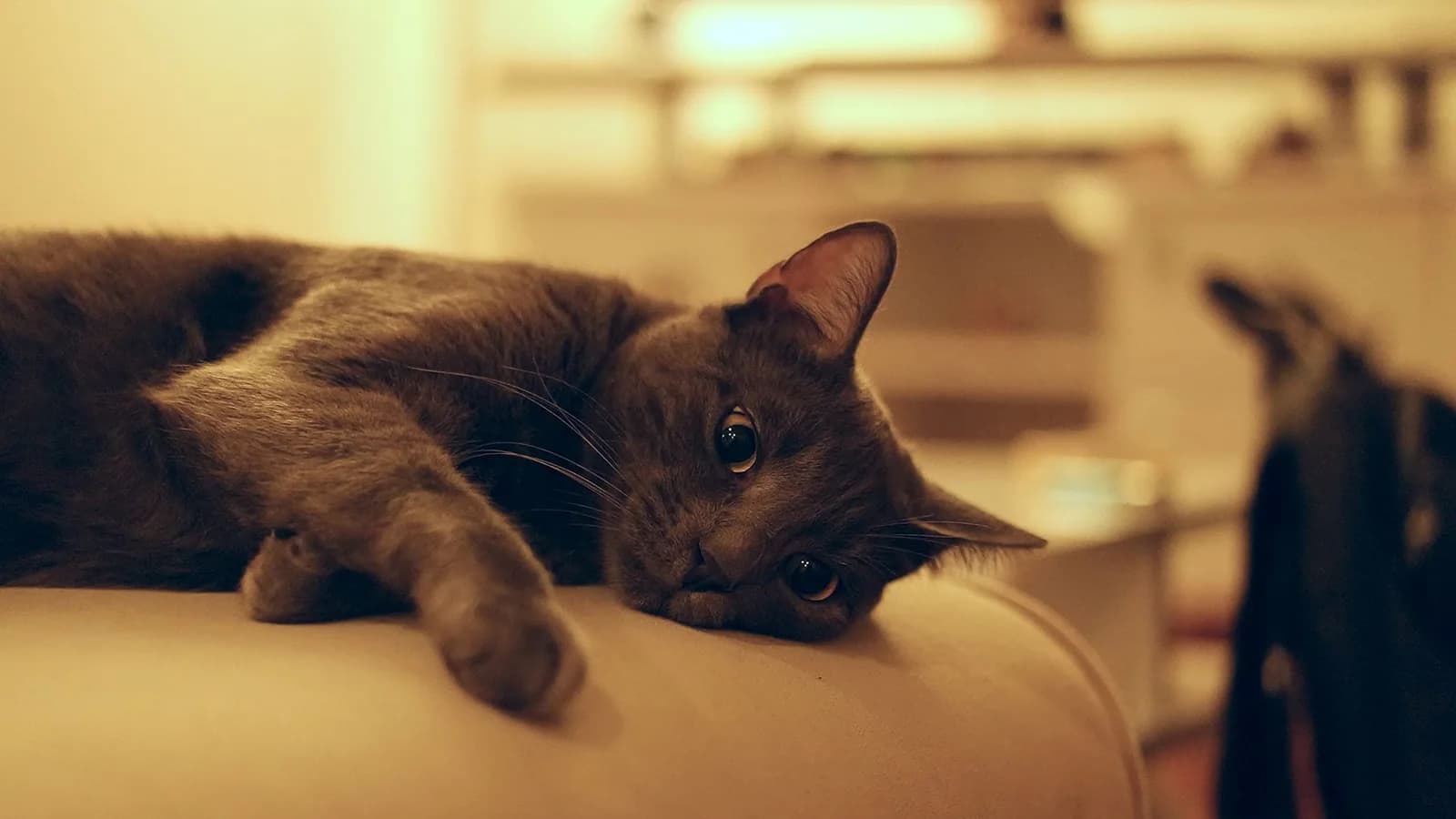 A grey and black cat lying stretched out on a sofa indoors
