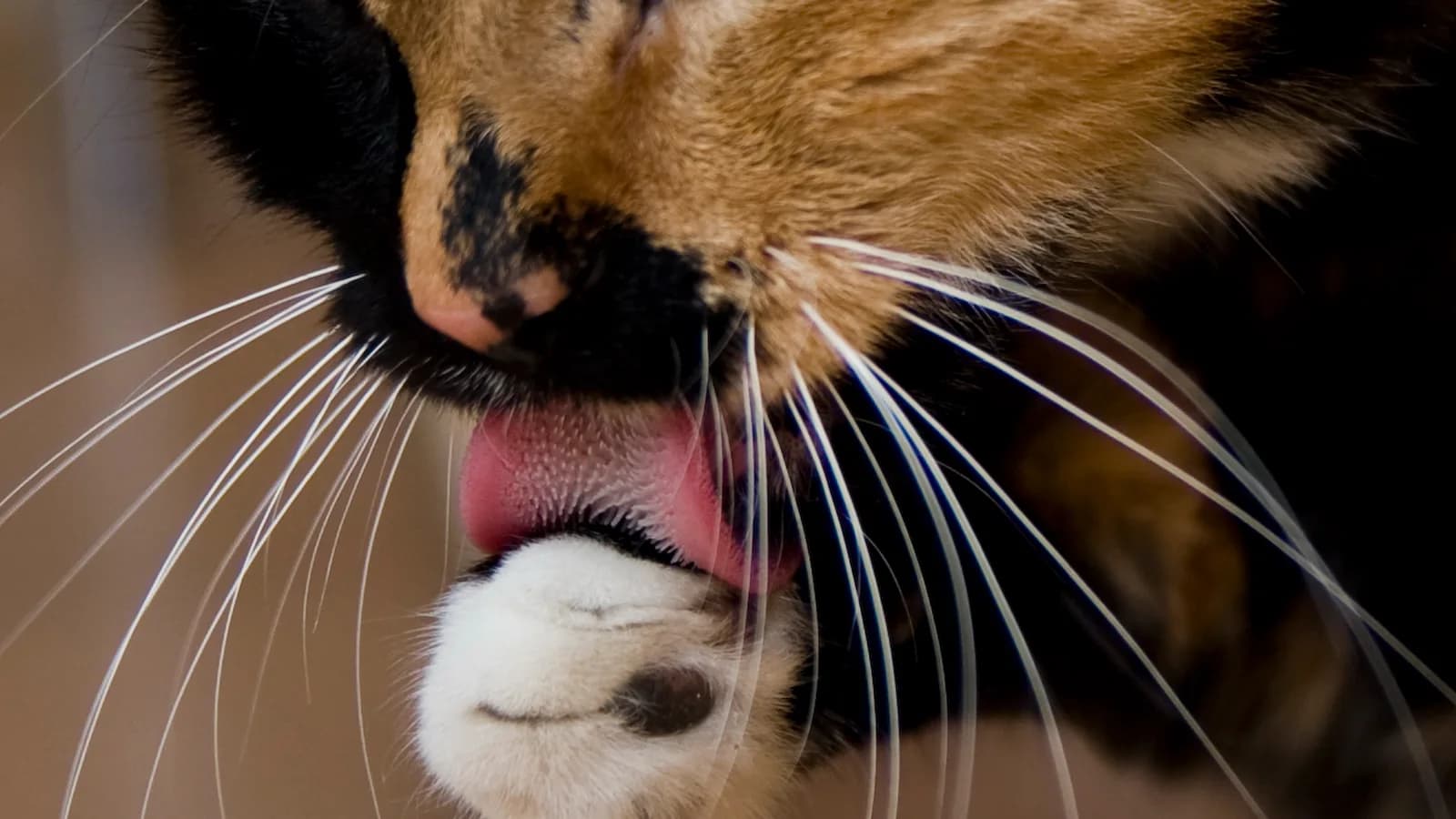 Close-up of a tortoiseshell cat grooming, its pink tongue laid across a white front paw with the spines on the tongue surface visible