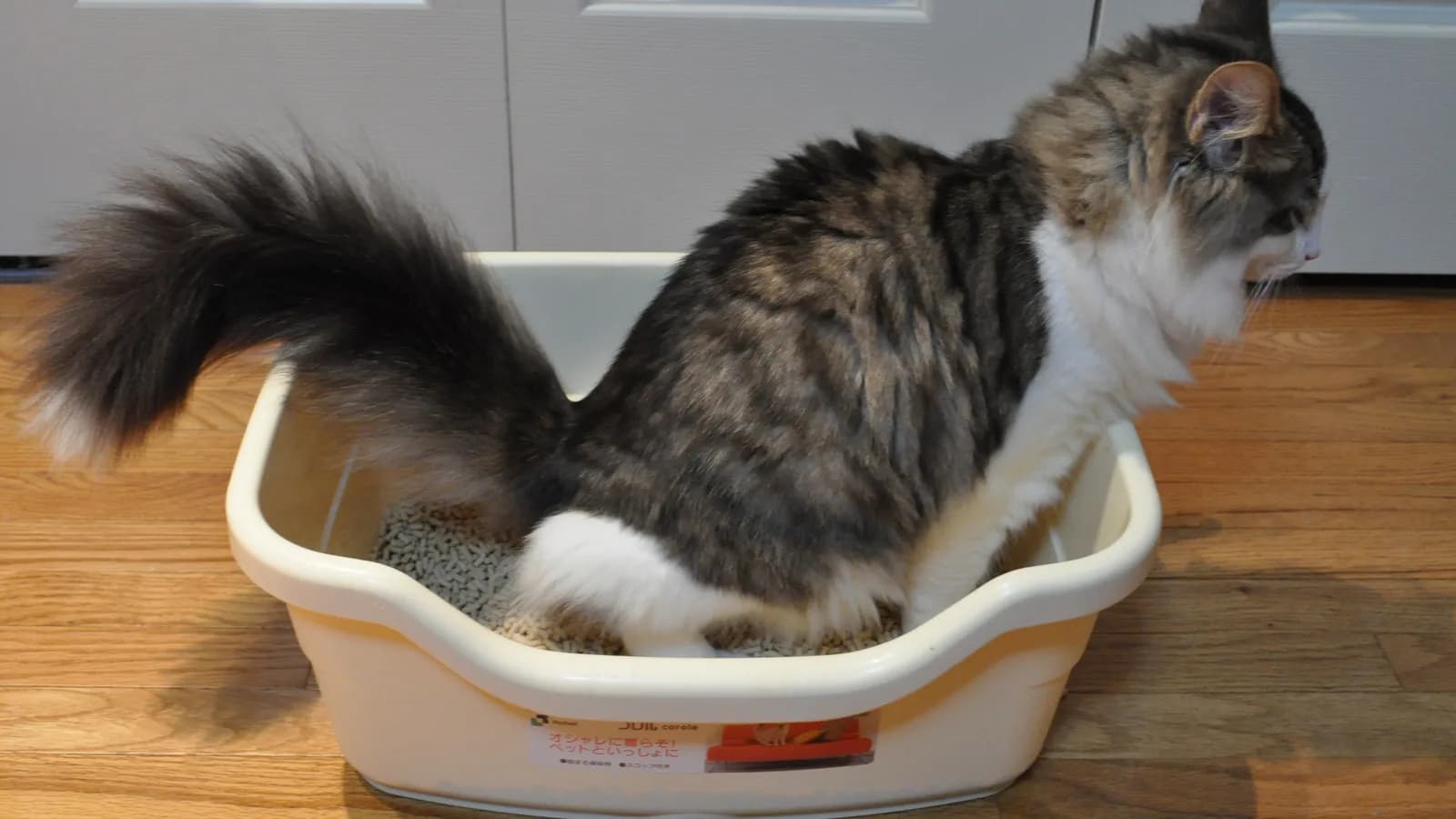 A long-haired cat standing in a litter tray on a wooden floor