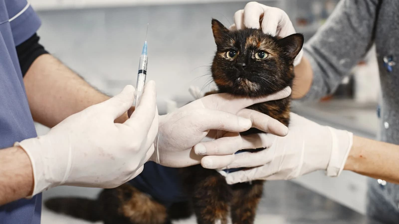A tortoiseshell cat held by gloved hands at a clinic while a veterinarian holds a syringe