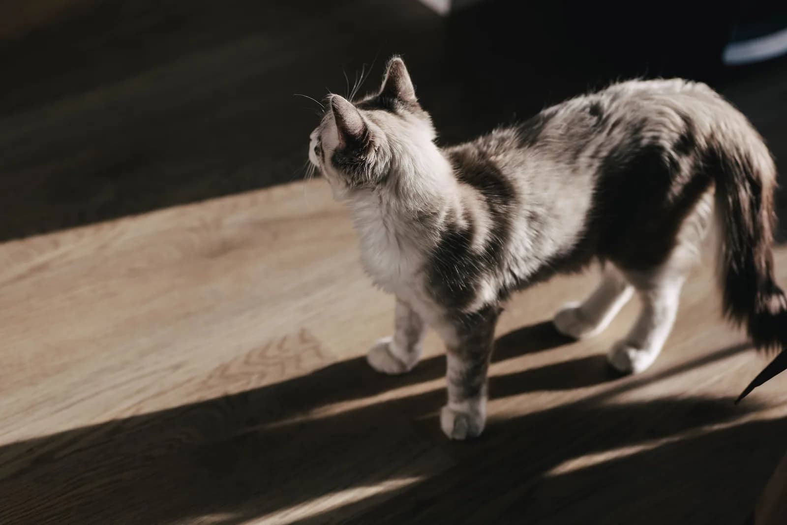 Cat Weight Chart: What a Healthy Cat Weighs, by Breed and Sex
