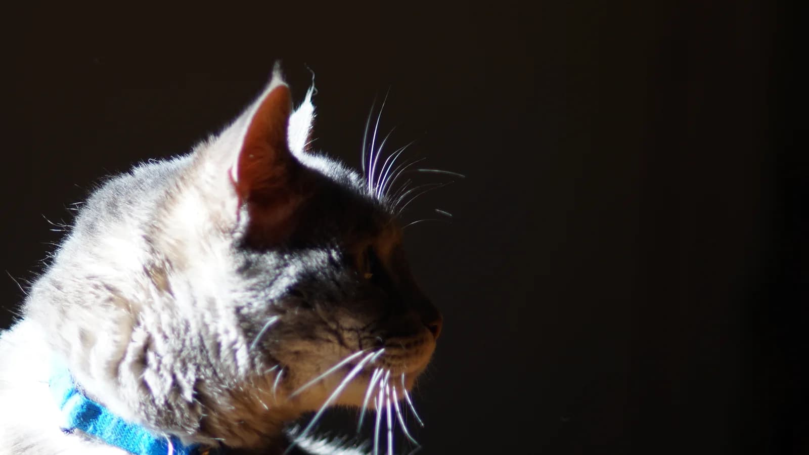 A grey tabby cat in profile against a dark background, the whiskers on its muzzle and above its eye lit from behind