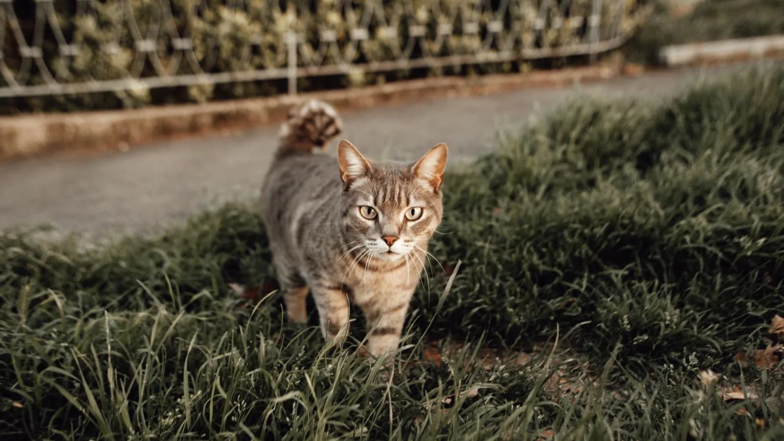 A focused tabby cat prowling through green grass outdoors