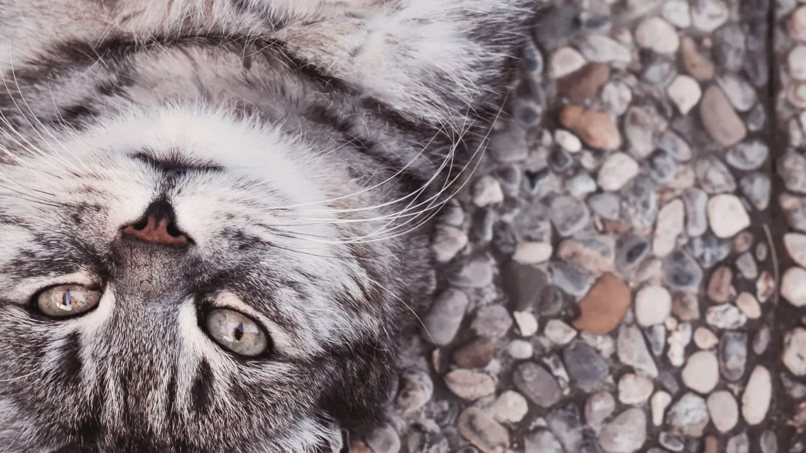 What Does Catnip Do to Cats? A Ten-Minute Party, Scientifically Catered