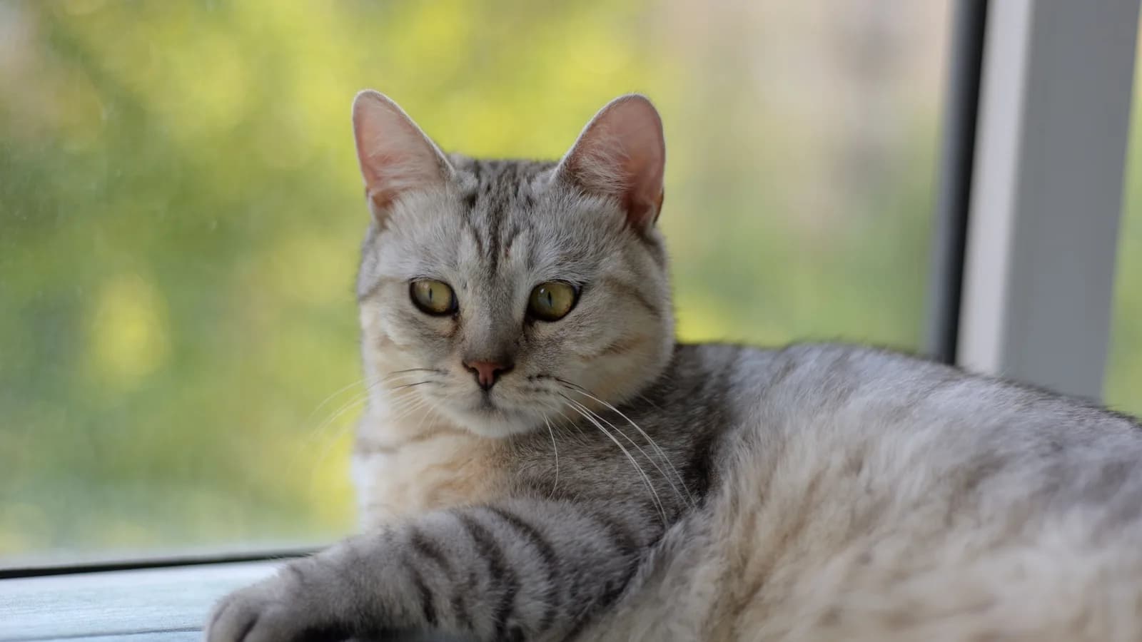 A silver tabby cat lying calmly on an indoor windowsill in front of a sunlit window