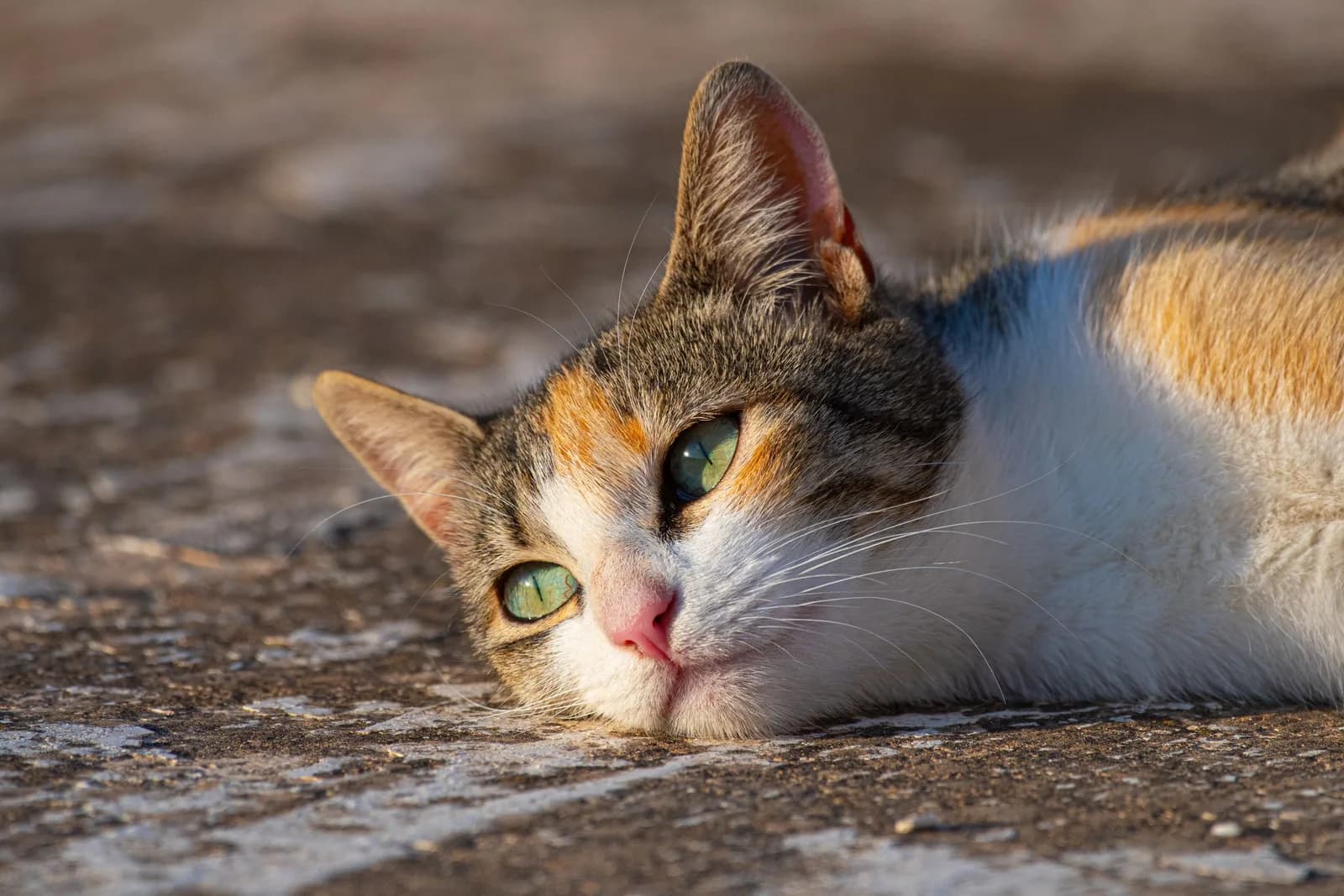 A calico cat lying on its side on sunlit pavement, looking at the camera with green eyes