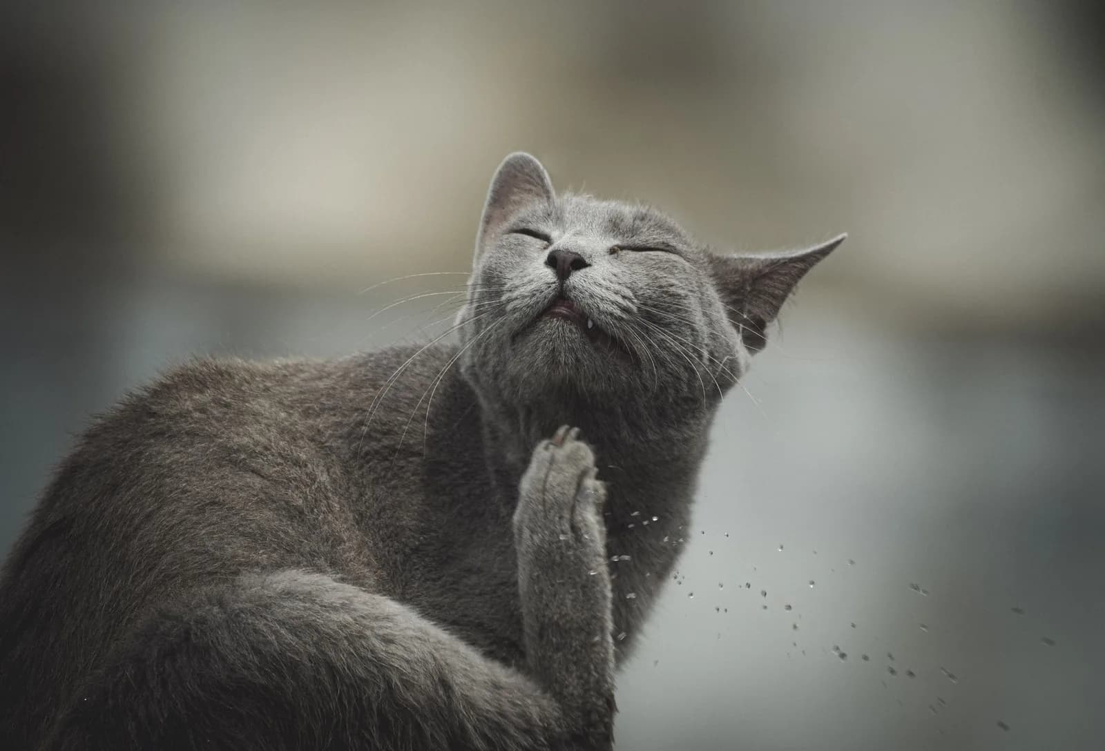 Ear Mites in Cats: Why Nothing Kills Them Instantly