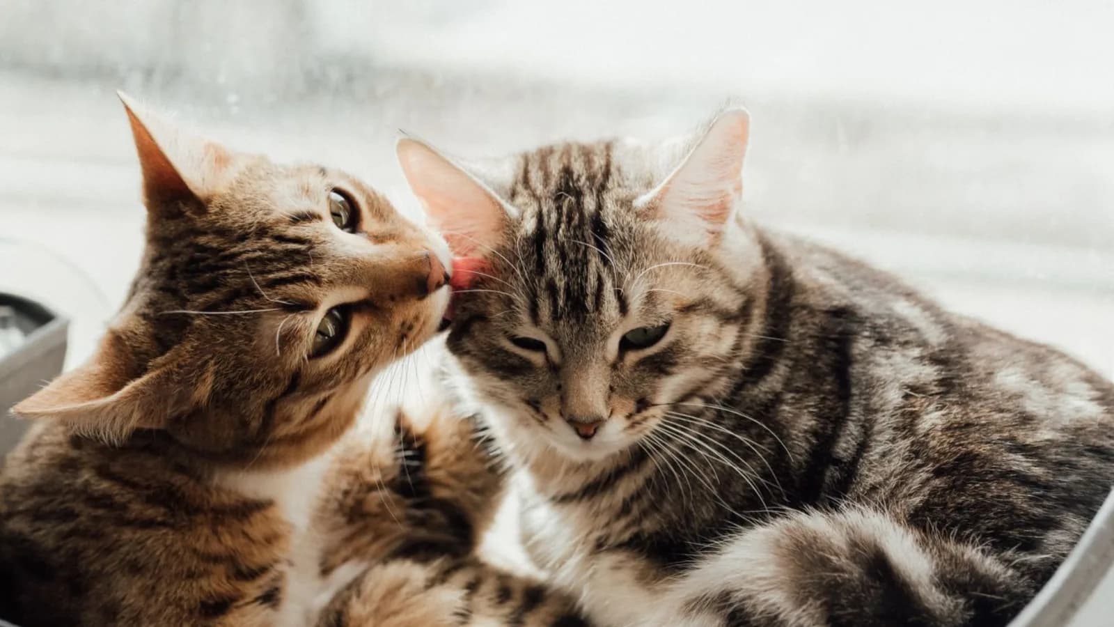 A brown tabby cat licking the head of a gray tabby cat on a windowsill