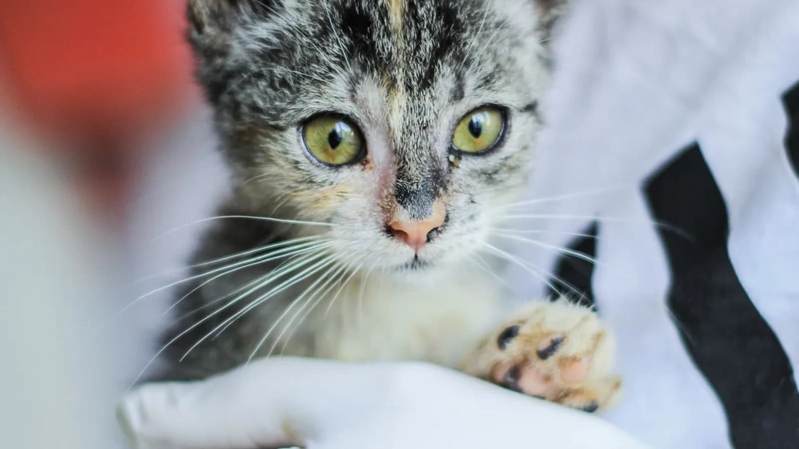 A thin tabby kitten with green eyes held in a person's hands