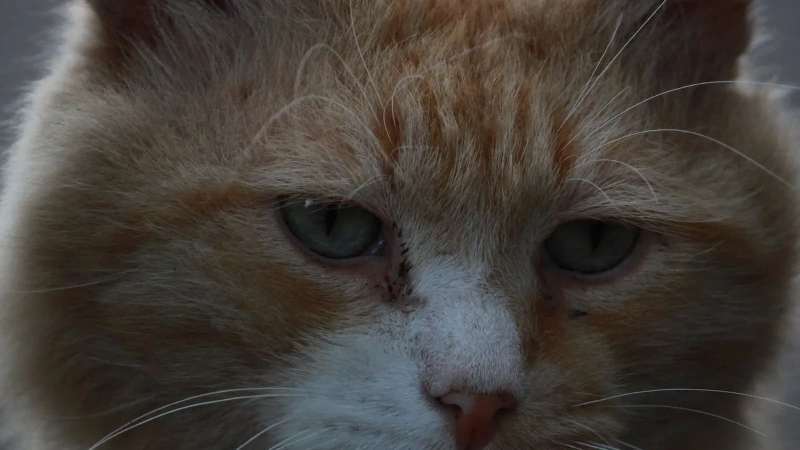 Close-up of a weathered ginger and white street cat with green eyes