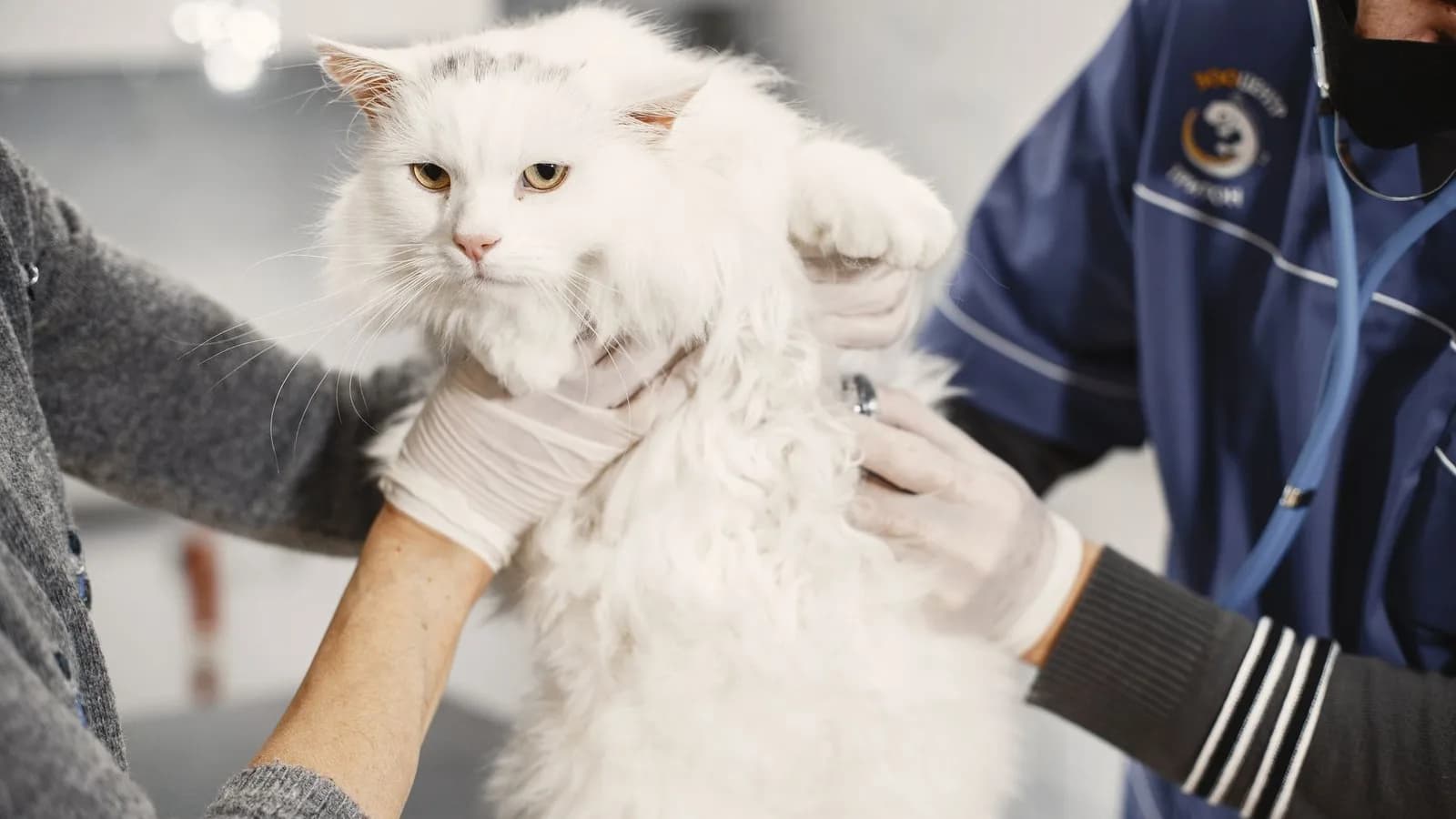 A veterinarian in blue scrubs listening to a fluffy white cat's chest with a stethoscope
