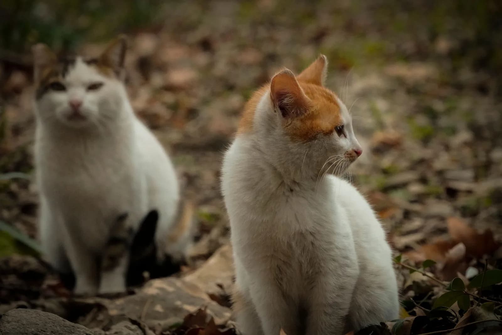 How Do Cats Mate? The Scream, the Trigger, and the Litter With Three Fathers