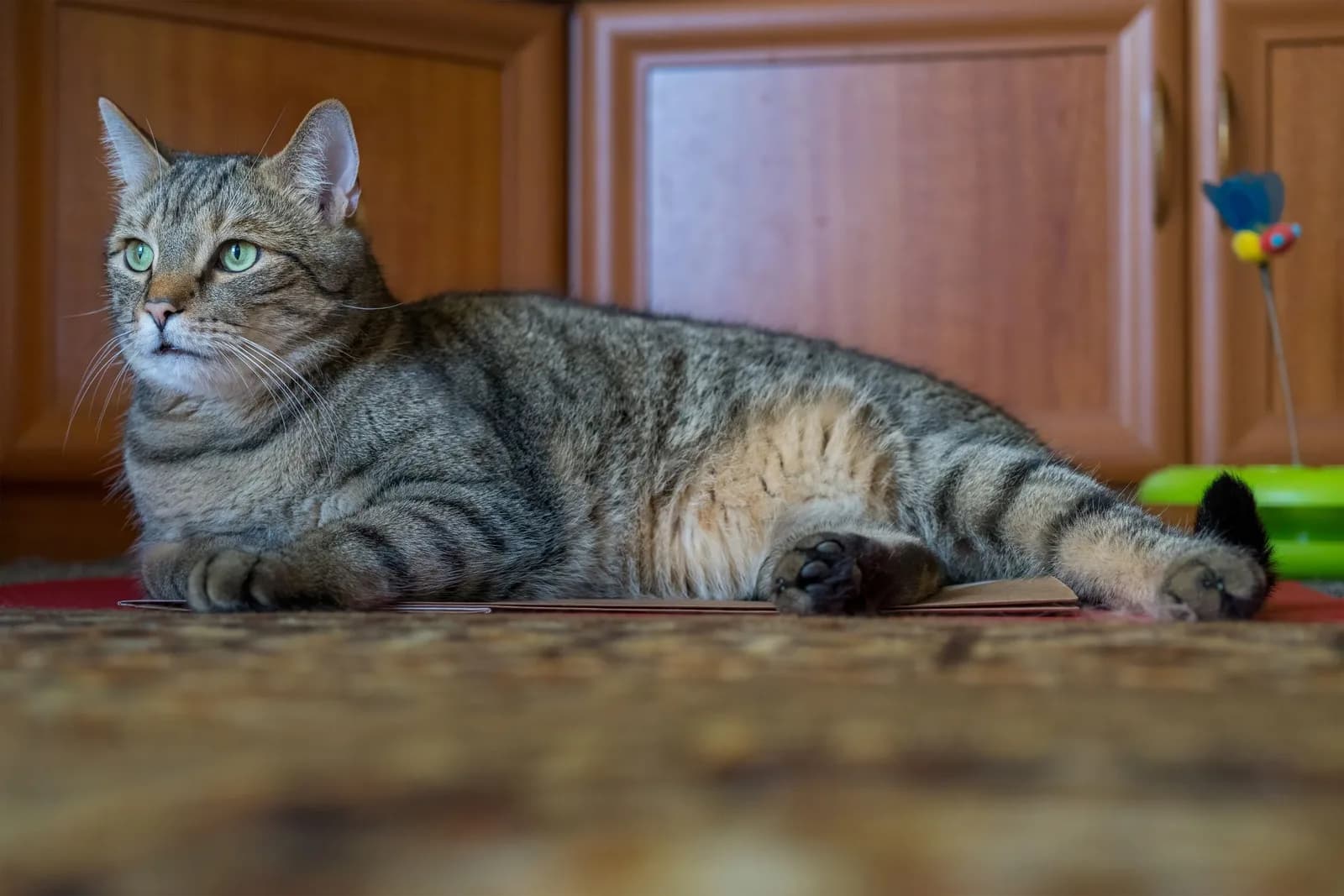 A tabby cat lying on its side on a patterned carpet in a kitchen, its rounded pale belly showing