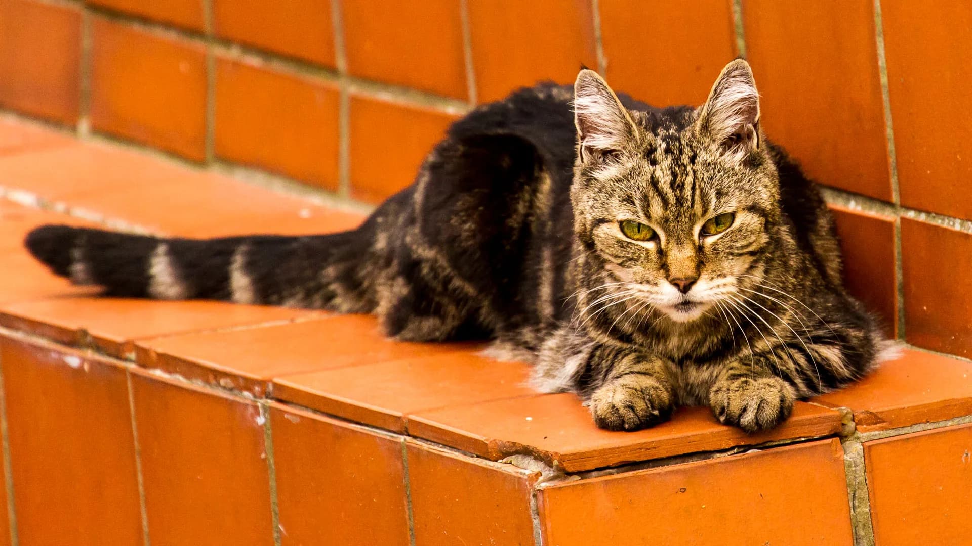 A visibly senior tabby cat resting calmly on warm terracotta steps