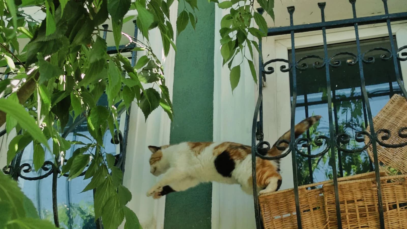 A calico cat caught mid-leap between two window ledges beside a wrought-iron railing