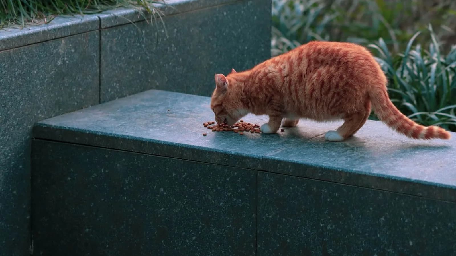 How Much to Feed a Cat: The Actual Math, Not the Bag's Guess