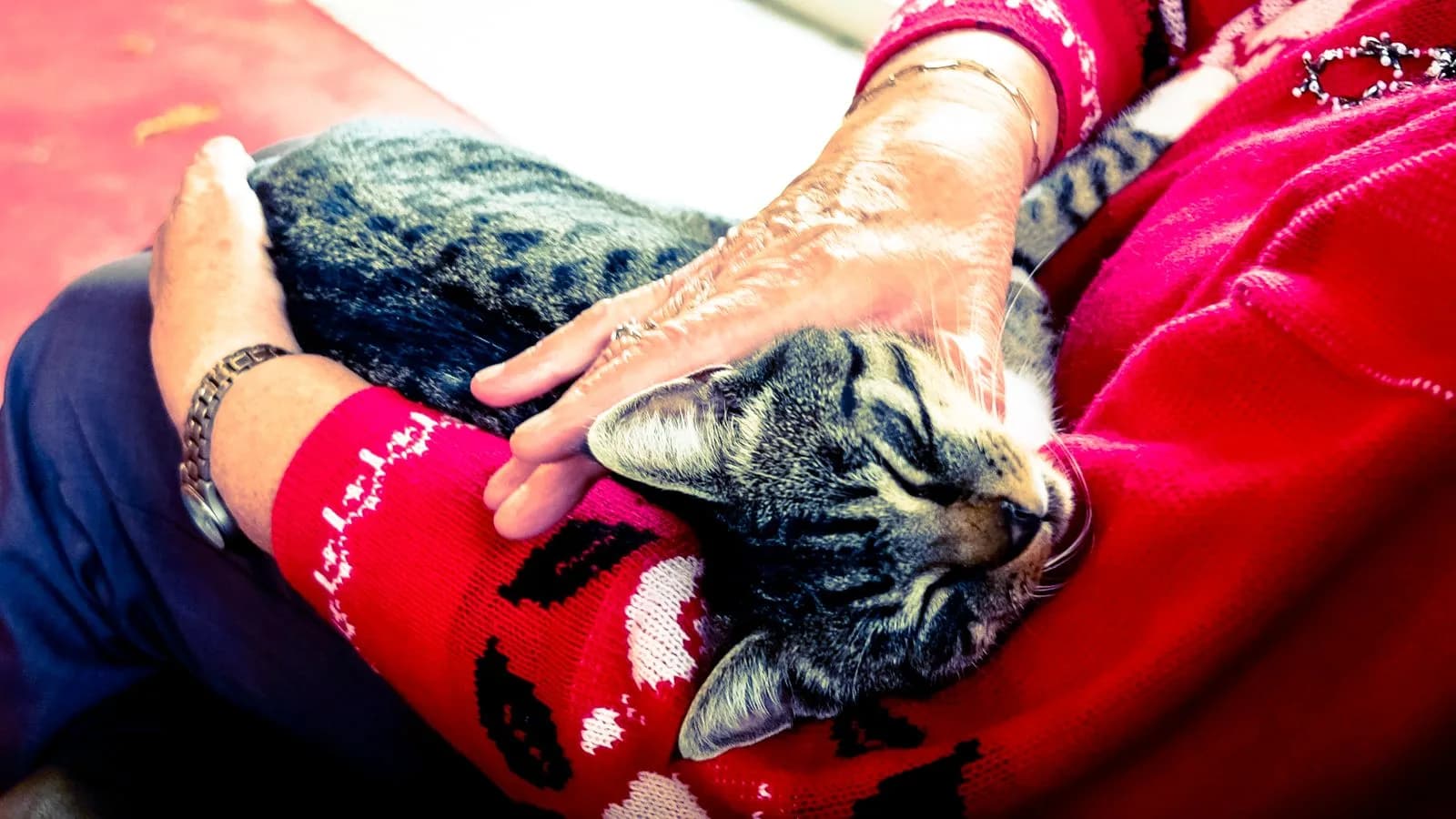 An elderly owner's hands gently petting a relaxed senior tabby cat on their lap